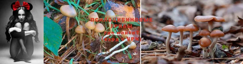 Псилоцибиновые грибы Psilocybe  дарнет шоп  Приволжский 